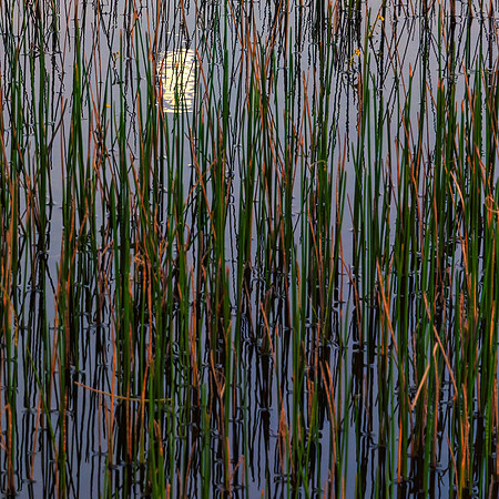 Reeds of grasses in water with a soft moon in reflection