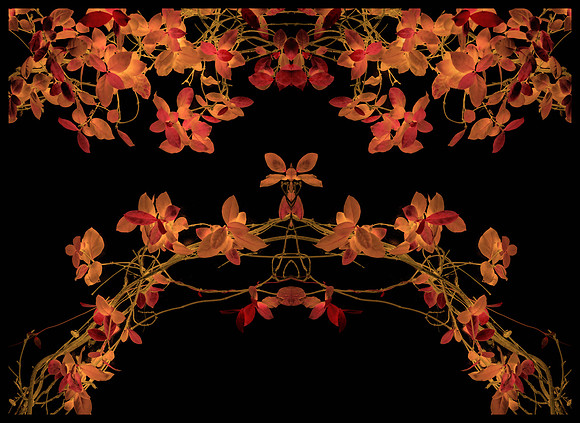 Orange, yellow and red leaves on a vine forming a bridge