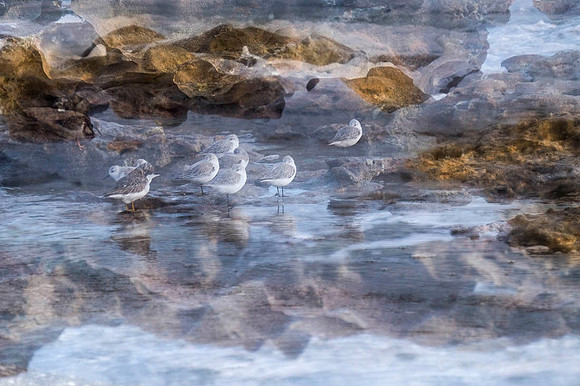 Abstract of a few Sandpipers standing on the sand amongst coral on beach