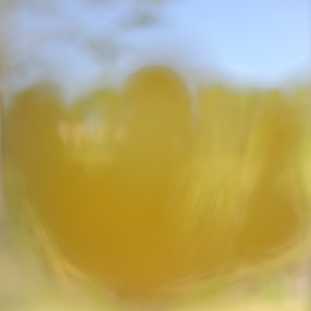 close up aof a yellow tulip flower artistically blurred
