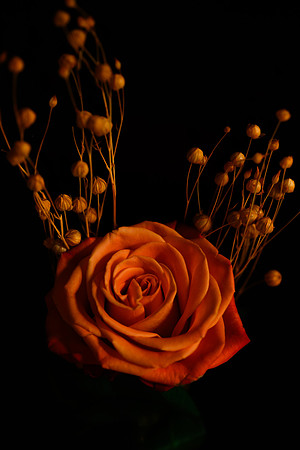 Deep orange rose with stems of orange Babies Breath emergine upward from the base