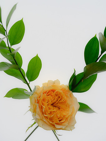 orange rose with a green leafed stem emerging up and outward from base