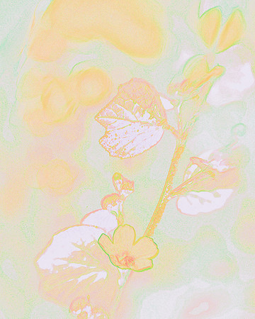 Small section of a flower on a vine with leaves - in yellow, rose tones with touch of green
