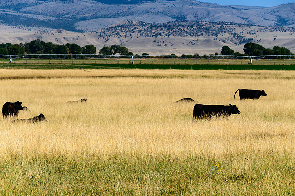 Cows in a field with Montana mountains in distance.