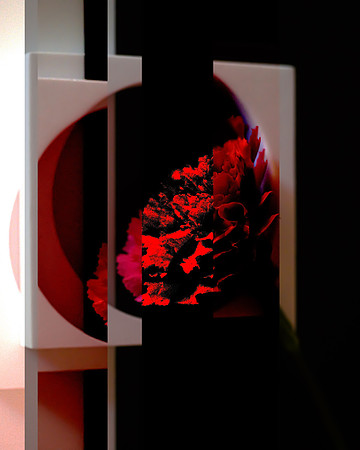 Deep red carnation within oval borders on a dark background