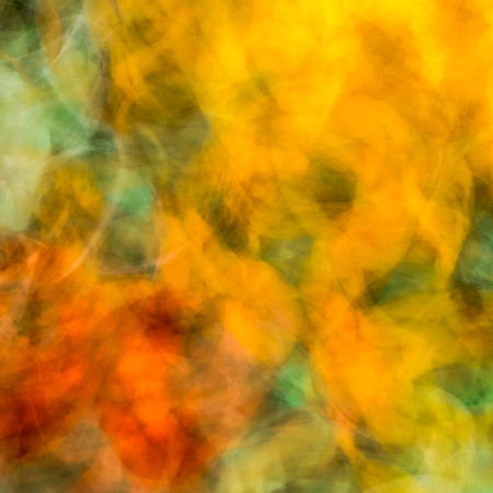 Circular movement with orange and yellow round flowers against a green background