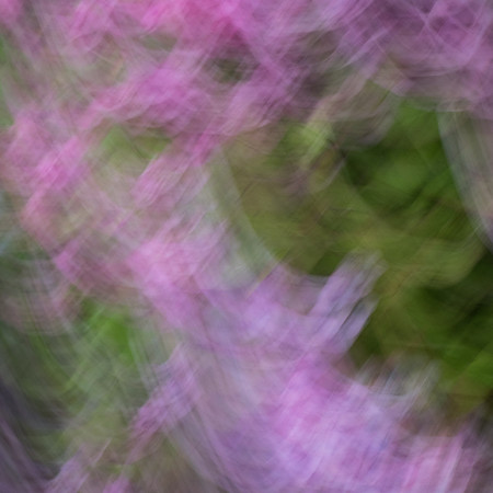 Purple flowers blowing in the wind