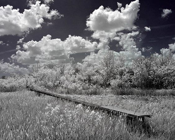 IR images of South Florida scrub lands