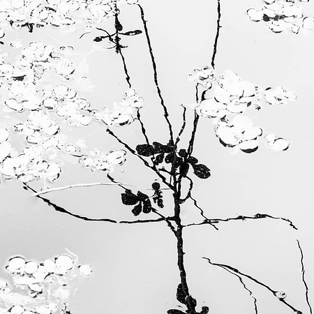 Some small weeds floating on the water and one reflection of a branch in the water.