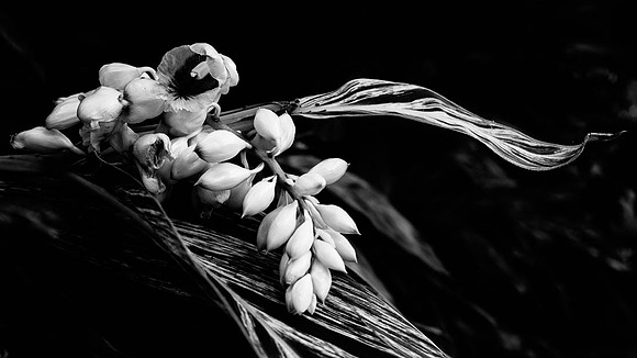 B&W large fern with pods