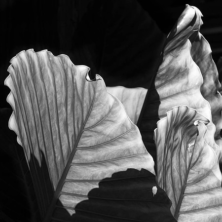 Several leaves of a large fern caught in the sun against a totally black background