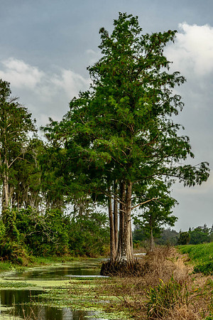 Tall and straight tree with roots in marsh waterwat