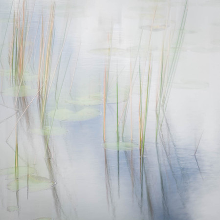 Lily Pads and Marsh Grasses