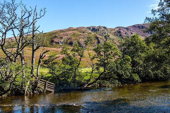 Tay Forest