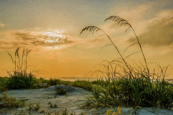 Tall dune grasses with sunrise in background