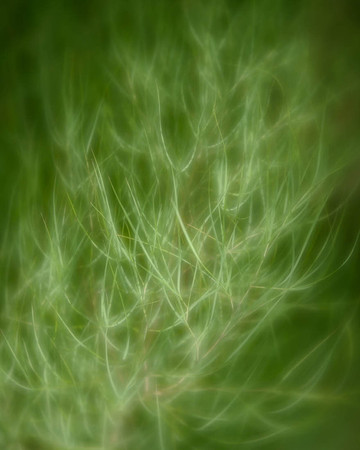 soft focus of green plant blowing in the wind