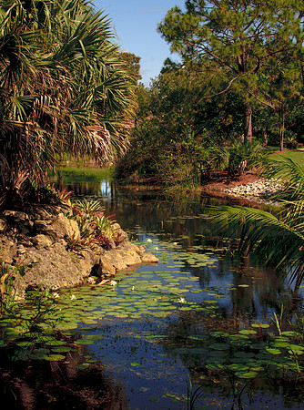 A narrow pond winds through lily pads Palm trees with deep shadows